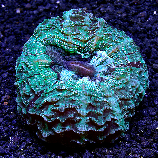 Australian Doughnut Coral Australian Doughnut Coral